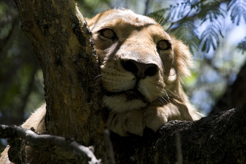 Lion In Tree